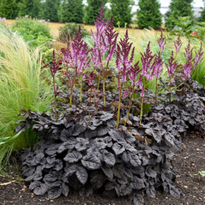 ASTILBE Dark Side of the moon ® / LAFORET - Pépinière La Forêt