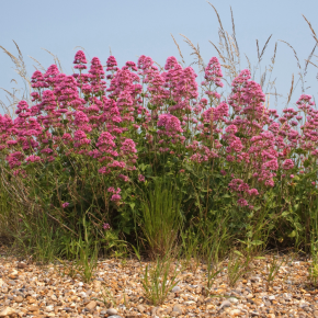 Centranthus ruber Albus / LAFORET - Pépinière La Forêt