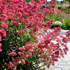 CENTRANTHUS ruber Coccineus / LAFORET - Pépinière La Forêt