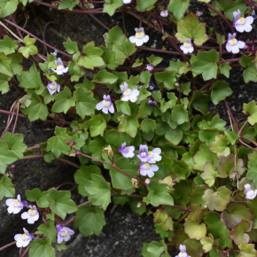 Cymbalaria muralis / LAFORET - Pépinière La Forêt