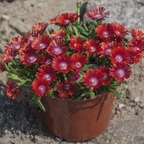 DELOSPERMA Sundella Red pot/ LAFORET - Pépinière La Forêt