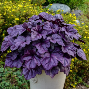 Heuchera Wildberry ®/ LAFORET - Pépinière La Forêt