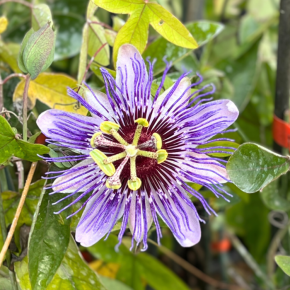PASSIFLORA caerulea Purple Haze / LAFORET - Pépinière La Forêt