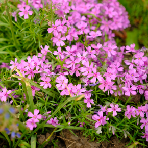 SAPONARIA ocymoides/ LAFORET - Pépinière La Forêt