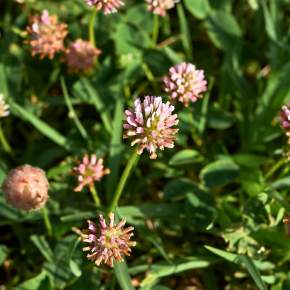 TRIFOLIUM fragiferum / LAFORET - Pépinière La Forêt