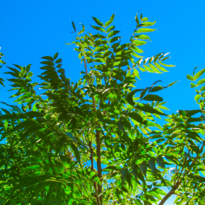 CARYA illinoinensis port / LAFORET - Pépinière La Forêt
