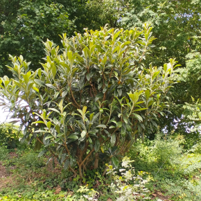 ERIOBOTRYA japonica port / LAFORET - Pépinière La Forêt