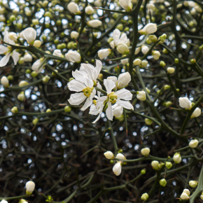 Poncirus trifoliata Pomeroy port / LAFORET - Pépinière La Forêt