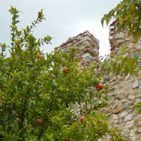 PUNICA granatum Sverkrannyi port / LAFORET - Pépinière La Forêt