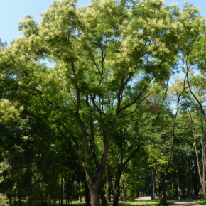 SOPHORA japonica arbre/ LAFORET - Pépinière La Forêt