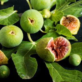 FICUS Gustis ® Ficcolino / LAFORET - Pépinière La Forêt