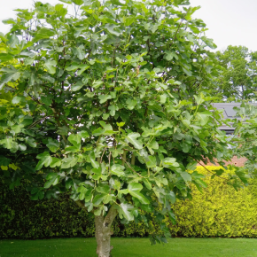 FICUS Brown Turkey port / LAFORET - Pépinière La Forêt