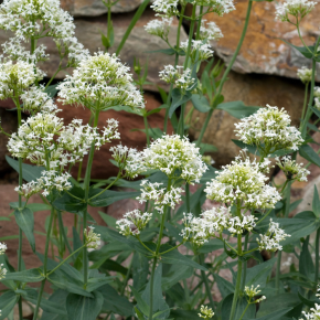 Centranthus ruber Albus / LAFORET - Pépinière La Forêt