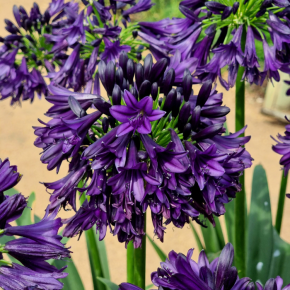 AGAPANTHUS Black Jack ®/ LAFORET - Pépinière La Forêt