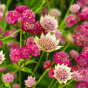 ASTRANTIA Moulin Rouge ® / LAFORET - Pépinière La Forêt
