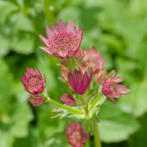 ASTRANTIA Pink Pride / LAFORET - Pépinière La Forêt