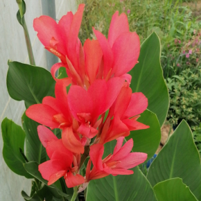 CANNA Geant Eden / LAFORET - Pépinière La Forêt