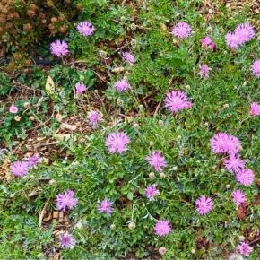 CENTAUREA bella - LA FORET - Pépinière La Forêt