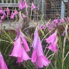 DIERAMA pulcherrimum Fleurs - LA FORET - Pépinière La Forêt
