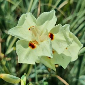 DIETES iridioides Milky Way ® Fleurs - LA FORET - Pépinière La Forêt