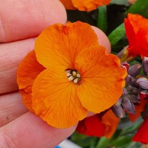 ERYSIMUM Colour Vibe Orange ® Fleurs 1 - LA FORET - Pépinière La Forêt