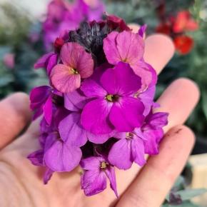ERYSIMUM Colour Vibe Purple ® Fleurs - LA FORET - Pépinière La Forêt