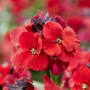 ERYSIMUM Colour Vibe Red ® Fleur - LA FORET - Pépinière La Forêt