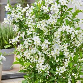 EXOCHORDA racemosa Blushing Pearl ® Fleurs - LA FORET - Pépinière La Forêt