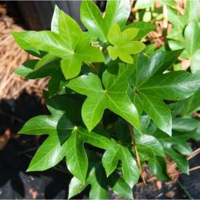FATSHEDERA japonica Feuilles - LA FORET - Pépinière La Forêt