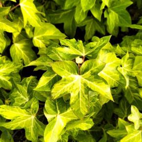 FATSHEDERA litzei Annemieke feuilles - LA FORET - Pépinière La Forêt