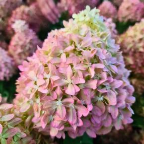 HYDRANGEA paniculata Pixio ® fleur rose - LA FORET - Pépinière La Forêt