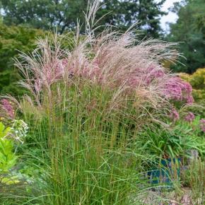 MISCANTHUS sinensis Flamingo massif * LA FORET - Pépinière La Forêt