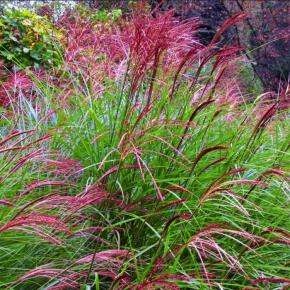 MISCANTHUS sinensis Red Tower ® - LA FORET - Pépinière La Forêt