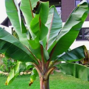 MUSA ENSETE ventricosum Large Seed arbuste - LA FORET - Pépinière La Forêt