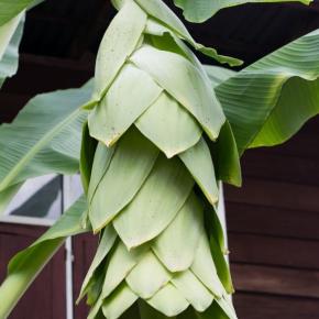 MUSA Ensete glaucum - LA FORET - Pépinière La Forêt