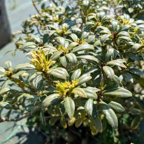 PITTOSPORUM heterophyllum Quissac  floraison - LA FORET - Pépinière La Forêt
