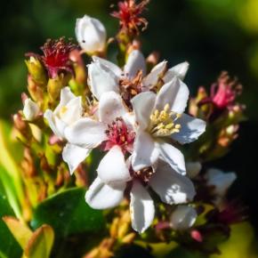 RHAPHIOLEPIS umbellata Minor fleur - LA FORET - Pépinière La Forêt