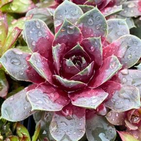 SEMPERVIVUM Chick Charms GIANT Steel Appeal ® fleur - LA FORET - Pépinière La Forêt