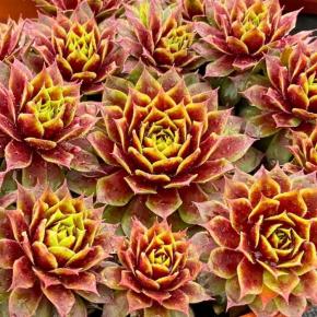 SEMPERVIVUM Chick Charms Gold Crown ® fleurs - LA FORET - Pépinière La Forêt