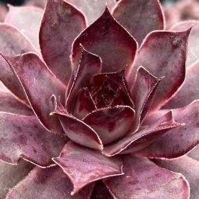 SEMPERVIVUM Chick Charms Grape Galaxy ® - LA FORET - Pépinière La Forêt