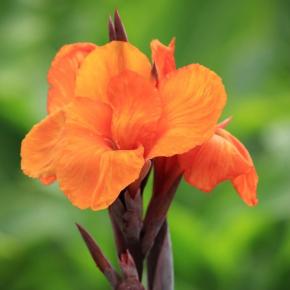 CANNA GEANT IBIS FLEUR - LA FORET - Pépinière La Forêt