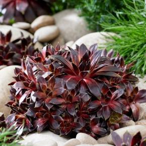 SEMPERVIVUM Colorockz ® Coconut Crystal ® plante - LA FORET - Pépinière La Forêt