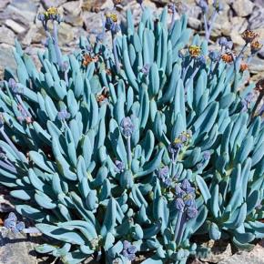 SENECIO serpens Dwarf Blue vivace succulente - LA FORET - Pépinière La Forêt