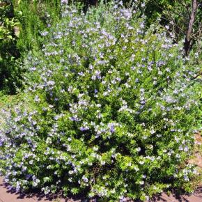WESTRINGIA fruticosa Blue Armor arbuste - LA FORET - Pépinière La Forêt