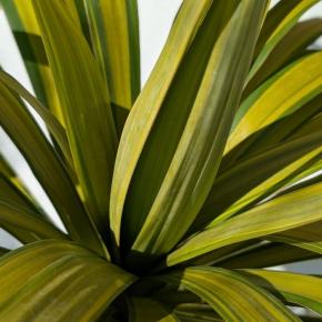YUCCA recurvifolia Banana Split fleur - LA FORET - Pépinière La Forêt