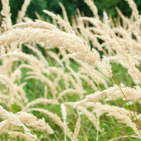 CALAMAGROSTIS brachytricha - LA FORET - Pépinière La Forêt