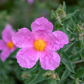 FLEUR - CISTUS ALBIDUS - LA FORET - Pépinière La Forêt
