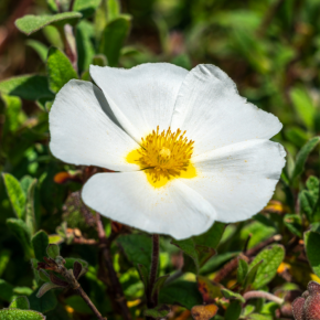 flower - Cistus Corbariensis - LA FORET - Pépinière La Forêt