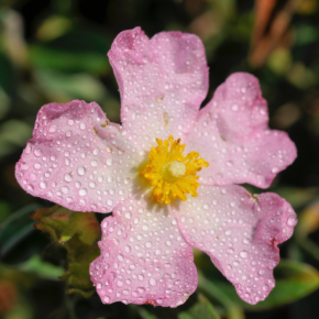 Flower CISTUS parviflorus - LA FORET - Pépinière La Forêt