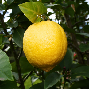 FRUIT 4 Seasons Lemon Tree - Citrus limon Eureka LA FORET - Pépinière La Forêt
